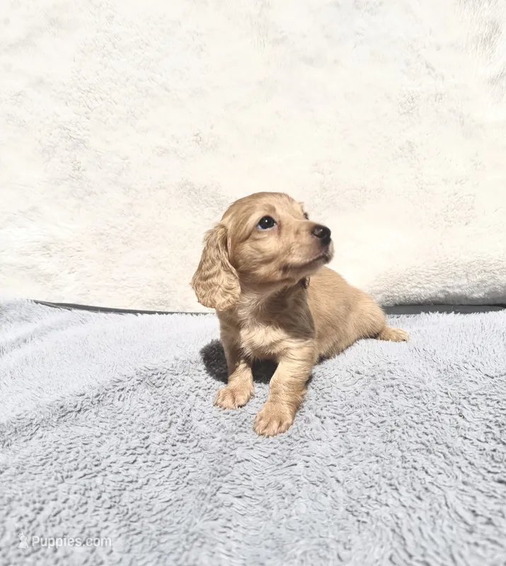 Sassy Cream Female – Miniature Dachshund puppy for sale in Harrison, TN