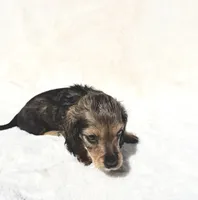 On Hold-Mr Peabody- Black&Tan Merle, a male Miniature Dachshund for sale in Harrison, TN – 5 of 10