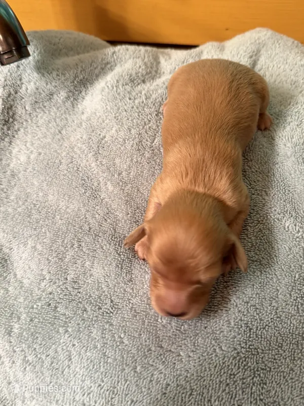 Cream Male – Miniature Dachshund puppy for sale in Harrison, TN
