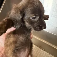 Myllie Longhair Merle Male, a male Miniature Dachshund for sale in Chattanooga, TN – Photo 3 of 4