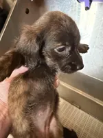 Myllie Longhair Merle Male, a male Miniature Dachshund for sale in Chattanooga, TN – Photo 3 of 4