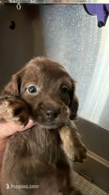 Myllie Longhair Merle Male