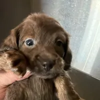 Myllie Longhair Merle Male, a male Miniature Dachshund for sale in Chattanooga, TN – Photo 1 of 4