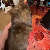 Myllie Longhair Merle Male, a male Miniature Dachshund for sale in Chattanooga, TN – Photo 4 of 4