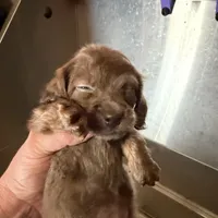 Myllie Longhair Merle Male, a male Miniature Dachshund for sale in Chattanooga, TN – Photo 2 of 4