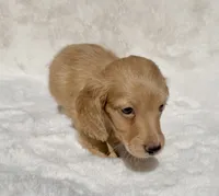 Cream Male-Maverick, a male Miniature Dachshund for sale in Harrison, TN – 2 of 3