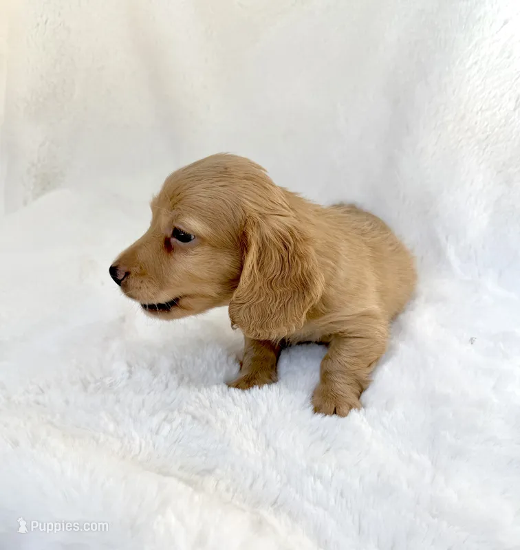 Cream Male-Maverick – Miniature Dachshund puppy for sale in Harrison, TN