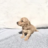 HOLD -Sassy Cream Female, a female Miniature Dachshund for sale in Harrison, TN – 3 of 5