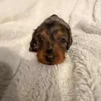 SOLD - Lilly’s Tilly - SOLD, a female Miniature Dachshund for sale in Chattanooga, TN – Photo 4 of 4