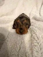 Lilly’s Tilly - HOLD, a female Miniature Dachshund for sale in Chattanooga, TN – Photo 4 of 4