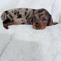 SOLD - Lilly’s Tilly - SOLD, a female Miniature Dachshund for sale in Chattanooga, TN – Photo 2 of 4