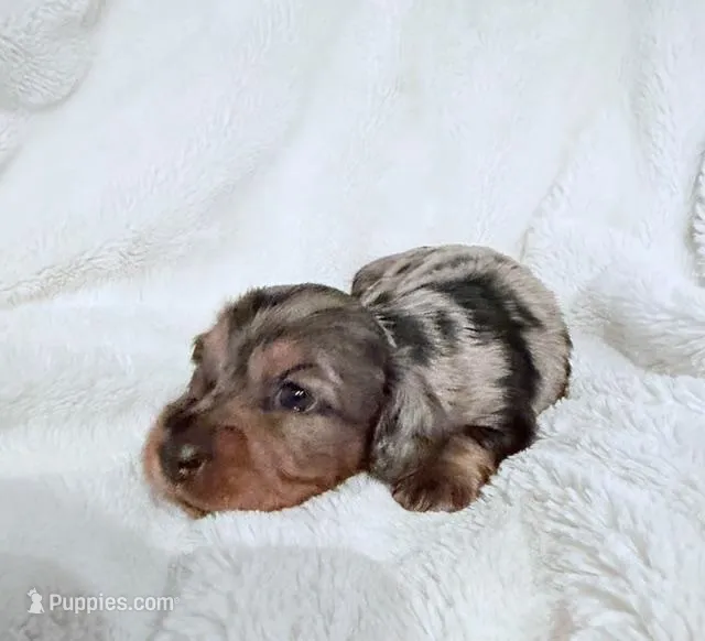 Lilly’s Tilly - HOLD