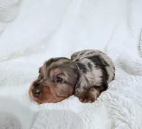 Lilly’s Tilly - HOLD, a female Miniature Dachshund for sale in Chattanooga, TN – Photo 1 of 4