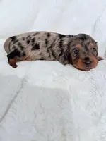 Lilly’s Tilly - HOLD, a female Miniature Dachshund for sale in Chattanooga, TN – Photo 3 of 4