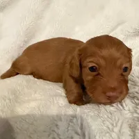 Lilly Shaded Cream Male Pink Nose, a male Miniature Dachshund for sale in Chattanooga, TN – Photo 2 of 4