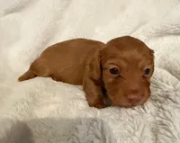 Lilly Shaded Cream Male Pink Nose, a male Miniature Dachshund for sale in Chattanooga, TN – Photo 2 of 4