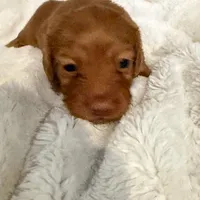 Lilly Shaded Cream Male Pink Nose, a male Miniature Dachshund for sale in Chattanooga, TN – Photo 3 of 4