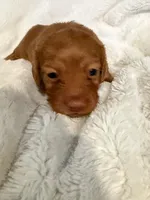 Lilly Shaded Cream Male Pink Nose, a male Miniature Dachshund for sale in Chattanooga, TN – Photo 3 of 4