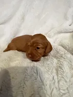 Lilly Shaded Cream Male Pink Nose, a male Miniature Dachshund for sale in Chattanooga, TN – Photo 4 of 4