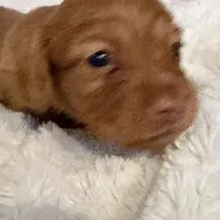 SOLD  Lilly Cream Girl  SOLD, a female Miniature Dachshund for sale in Chattanooga, TN – Photo 4 of 4