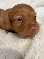 Lilly Cream Girl, a female Miniature Dachshund for sale in Chattanooga, TN – Photo 4 of 4