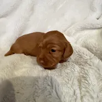 SOLD  Lilly Cream Girl  SOLD, a female Miniature Dachshund for sale in Chattanooga, TN – Photo 3 of 4