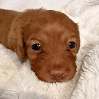 SOLD  Lilly Cream Girl  SOLD, a female Miniature Dachshund for sale in Chattanooga, TN – Photo 1 of 4