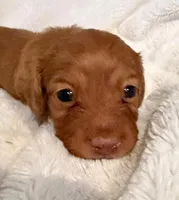 Lilly Cream Girl, a female Miniature Dachshund for sale in Chattanooga, TN – Photo 1 of 4