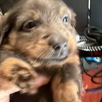 Myllie Cholocate & Tan Longhair Male, a male Miniature Dachshund for sale in Chattanooga, TN – Photo 1 of 3