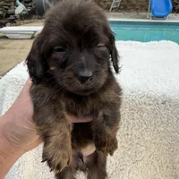 Myllie Cholocate & Tan Longhair Male, a male Miniature Dachshund for sale in Chattanooga, TN – Photo 3 of 3
