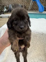 Myllie Brown & Tan Longhair Male, a male Miniature Dachshund for sale in Chattanooga, TN – Photo 3 of 3