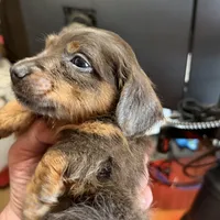 Myllie Cholocate & Tan Longhair Male, a male Miniature Dachshund for sale in Chattanooga, TN – Photo 2 of 3