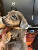 Myllie Brown & Tan Longhair Male, a male Miniature Dachshund for sale in Chattanooga, TN – Photo 2 of 3
