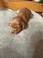 Cream Female, a female Miniature Dachshund for sale in Harrison, TN – 2 of 2
