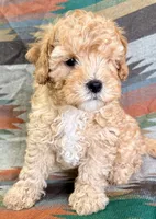 Rollo, a male Cavapoo for sale in Lebanon, MO – 2 of 3