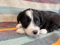 Bell, a female Miniature Aussiedoodle for sale in Lebanon, MO – 2 of 3