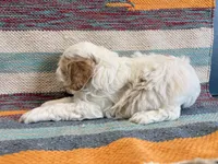 Prince, a male Cockapoo for sale in Lebanon, MO – 4 of 4