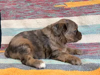 Bingo, a female Miniature Aussiedoodle for sale in Lebanon, MO – 3 of 4