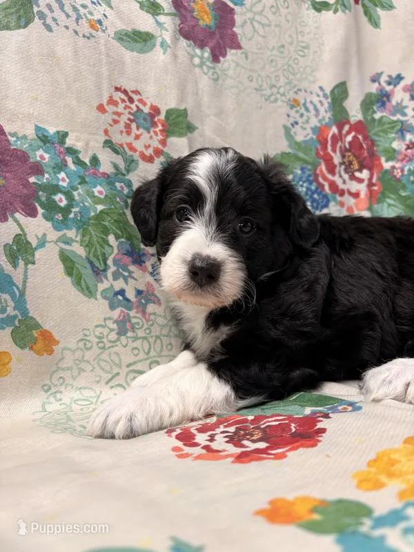 Bell – Miniature Aussiedoodle puppy for sale in Lebanon, MO