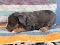 Molly, a female Miniature Aussiedoodle for sale in Lebanon, MO – 4 of 6