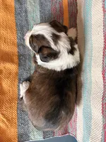 Cal, a male Miniature Aussiedoodle for sale in Lebanon, MO – 4 of 4