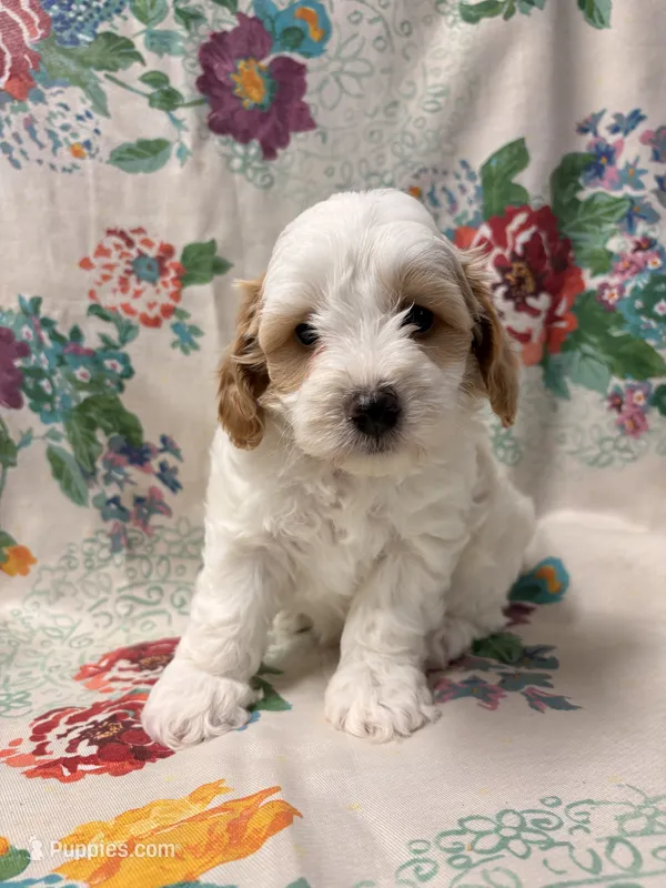 Prince – Cockapoo puppy for sale in Lebanon, MO