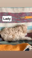 Lady, a female Cavapoo for sale in Lebanon, MO – 3 of 3