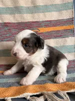 Bluey, a male Miniature Aussiedoodle for sale in Lebanon, MO – 2 of 4