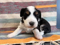 Dolly, a female Miniature Aussiedoodle for sale in Lebanon, MO – 1 of 4