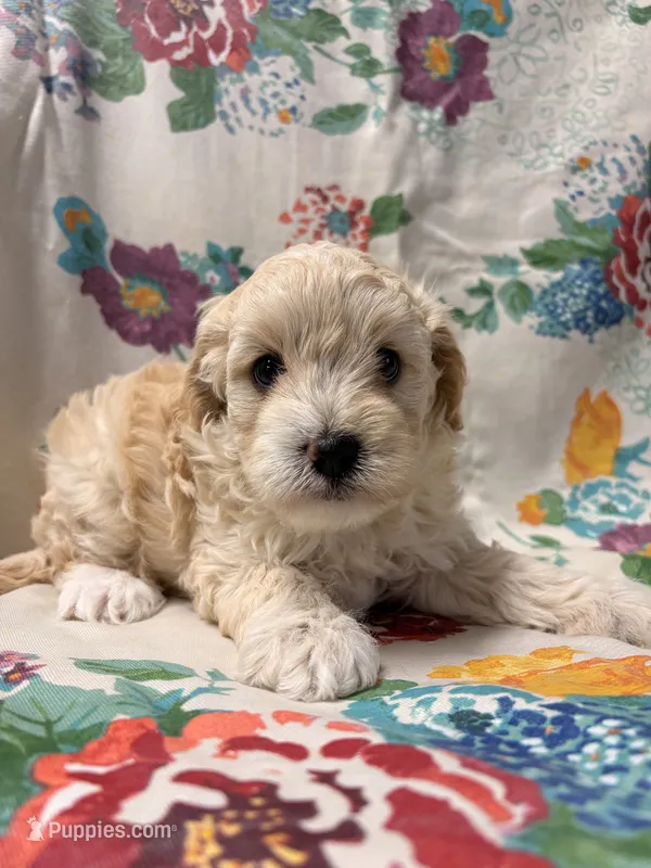 Lady – Cavapoo puppy for sale in Lebanon, MO