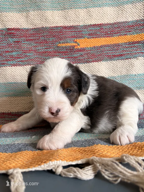 Bluey – Miniature Aussiedoodle puppy for sale in Lebanon, MO