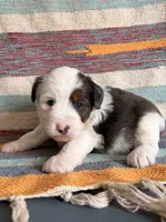 Bluey, a male Miniature Aussiedoodle for sale in Lebanon, MO – 1 of 4