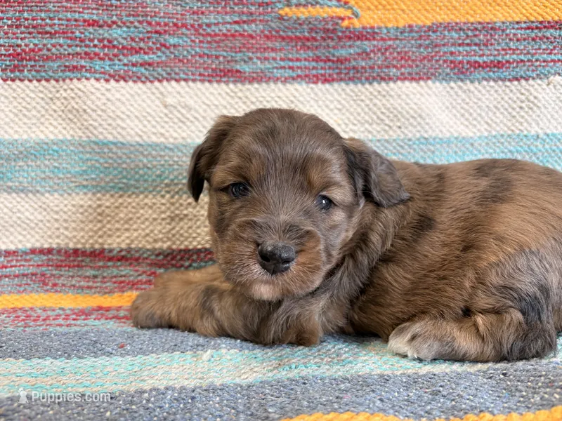 Bingo – Miniature Aussiedoodle puppy for sale in Lebanon, MO