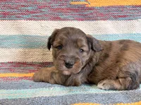 Bingo, a female Miniature Aussiedoodle for sale in Lebanon, MO – 1 of 4